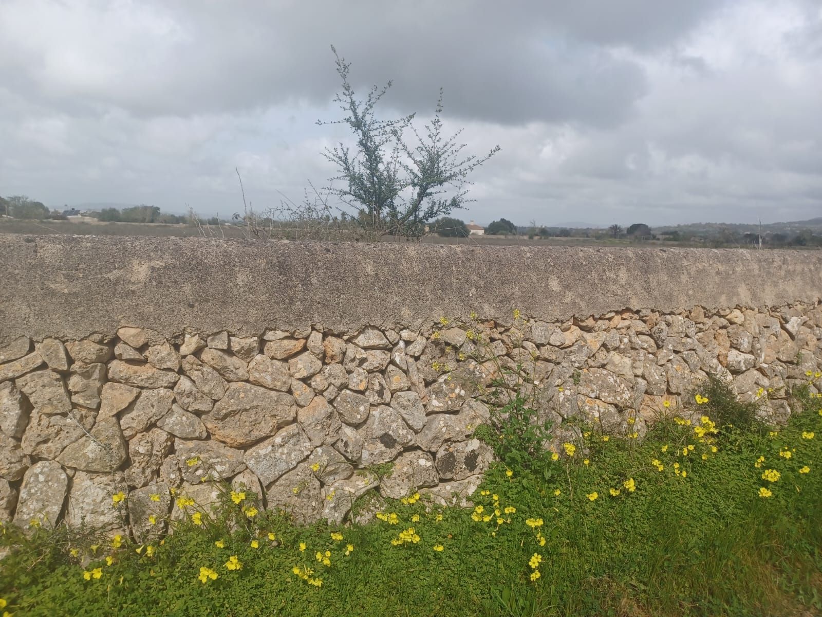 Plot for Sale in Felanitx