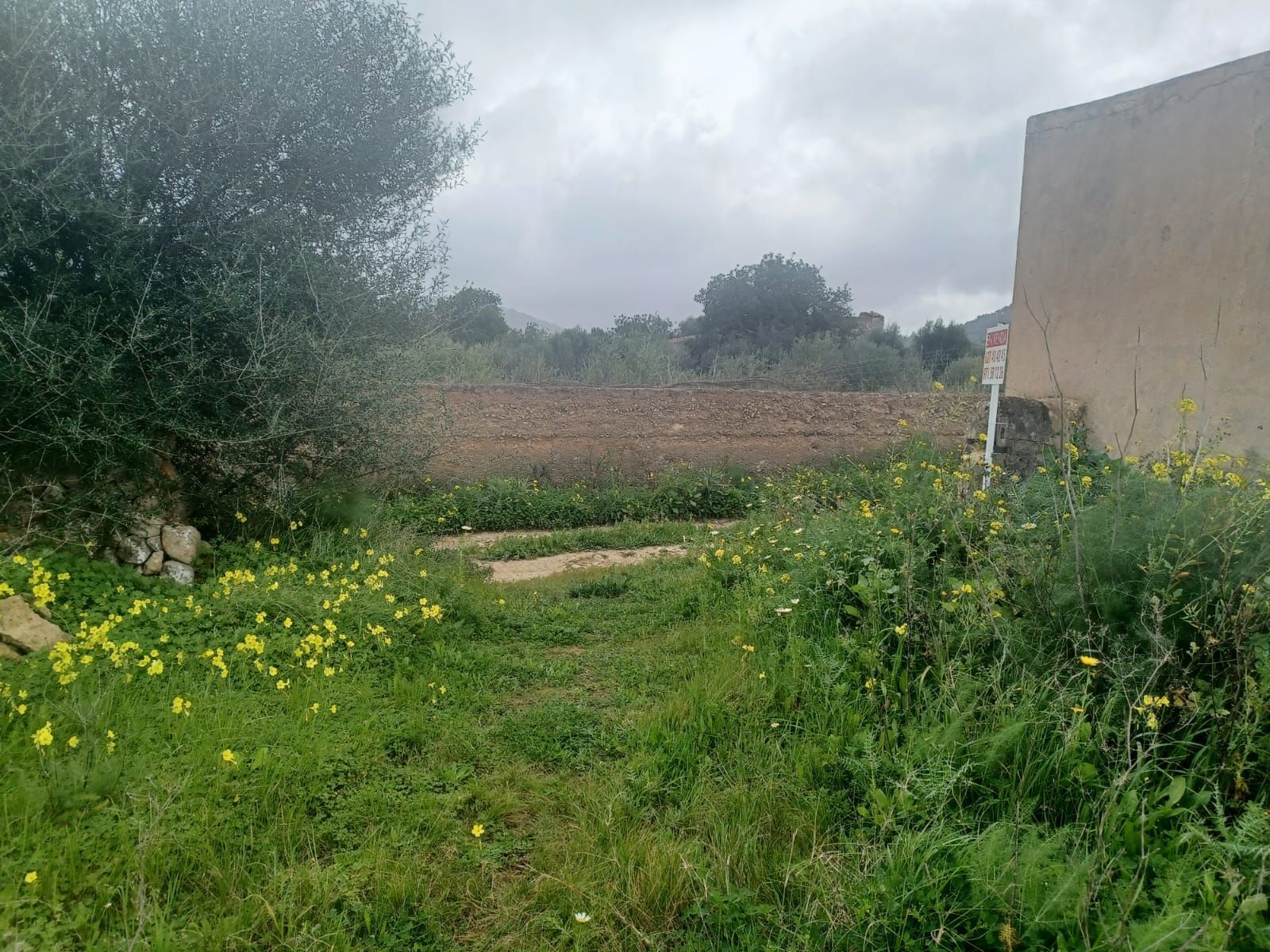 Plot for Sale in Felanitx