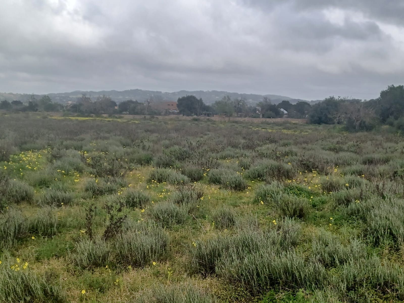 Plot for Sale in Felanitx