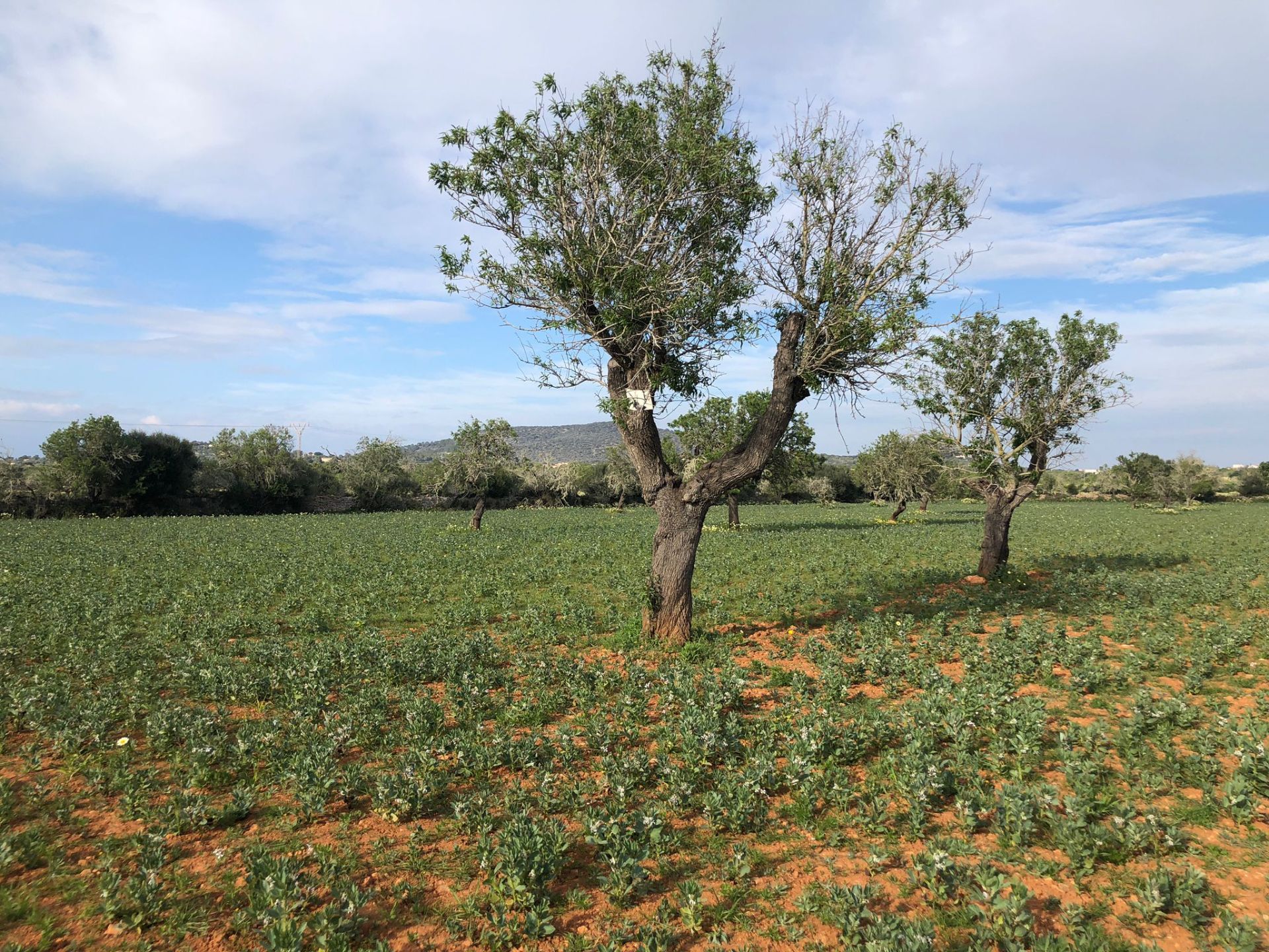Terreno en venta en Santanyí