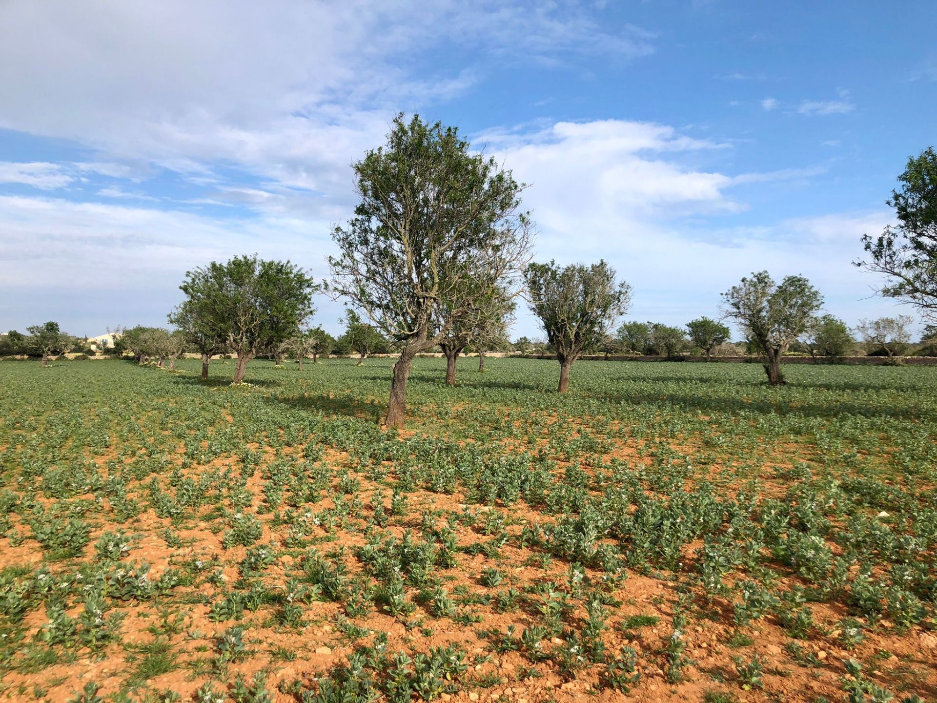Terreno en venta en Santanyí