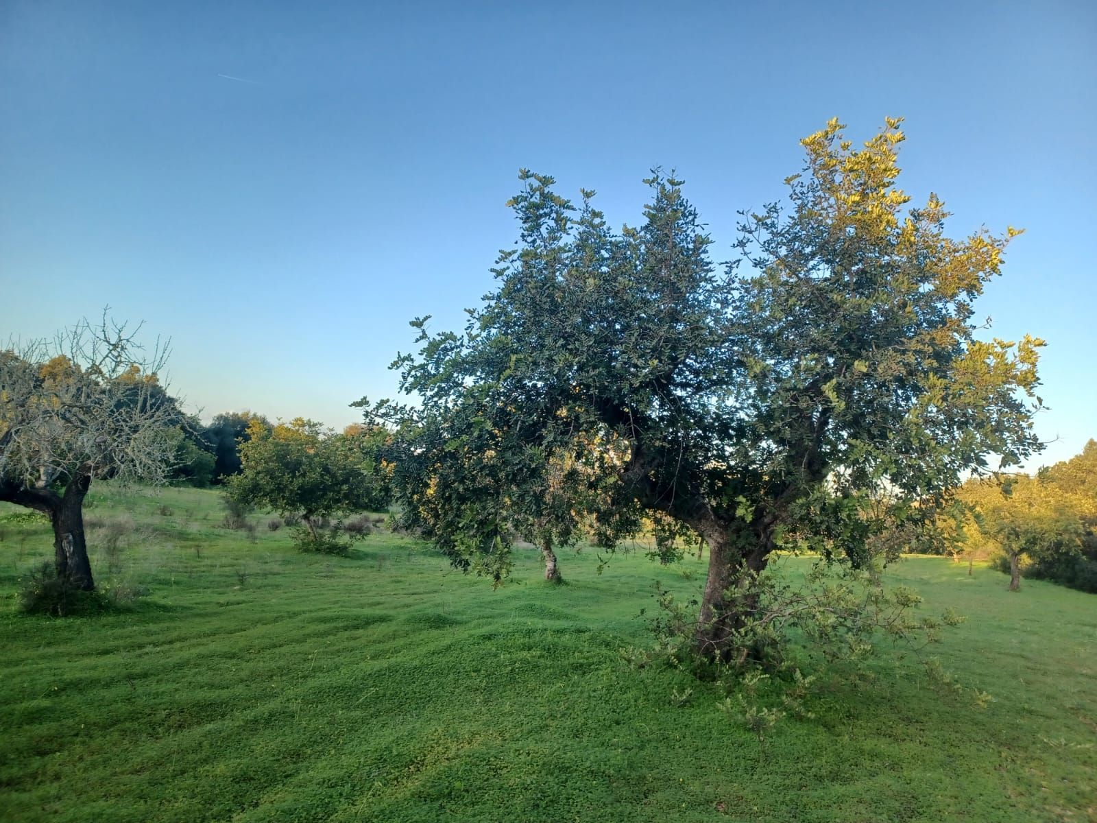 Terreno en venta en Felanitx