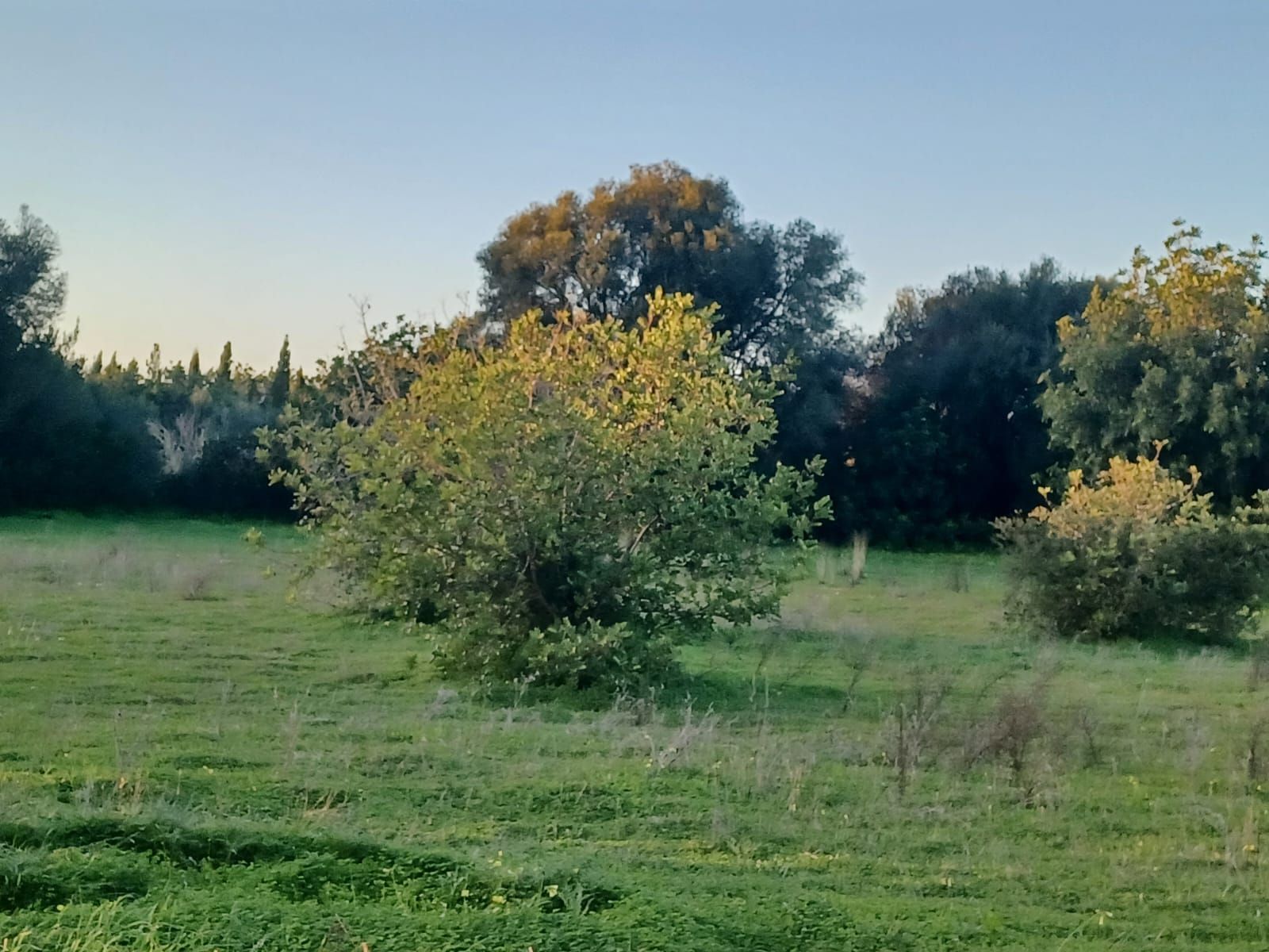 Terreno en venta en Felanitx