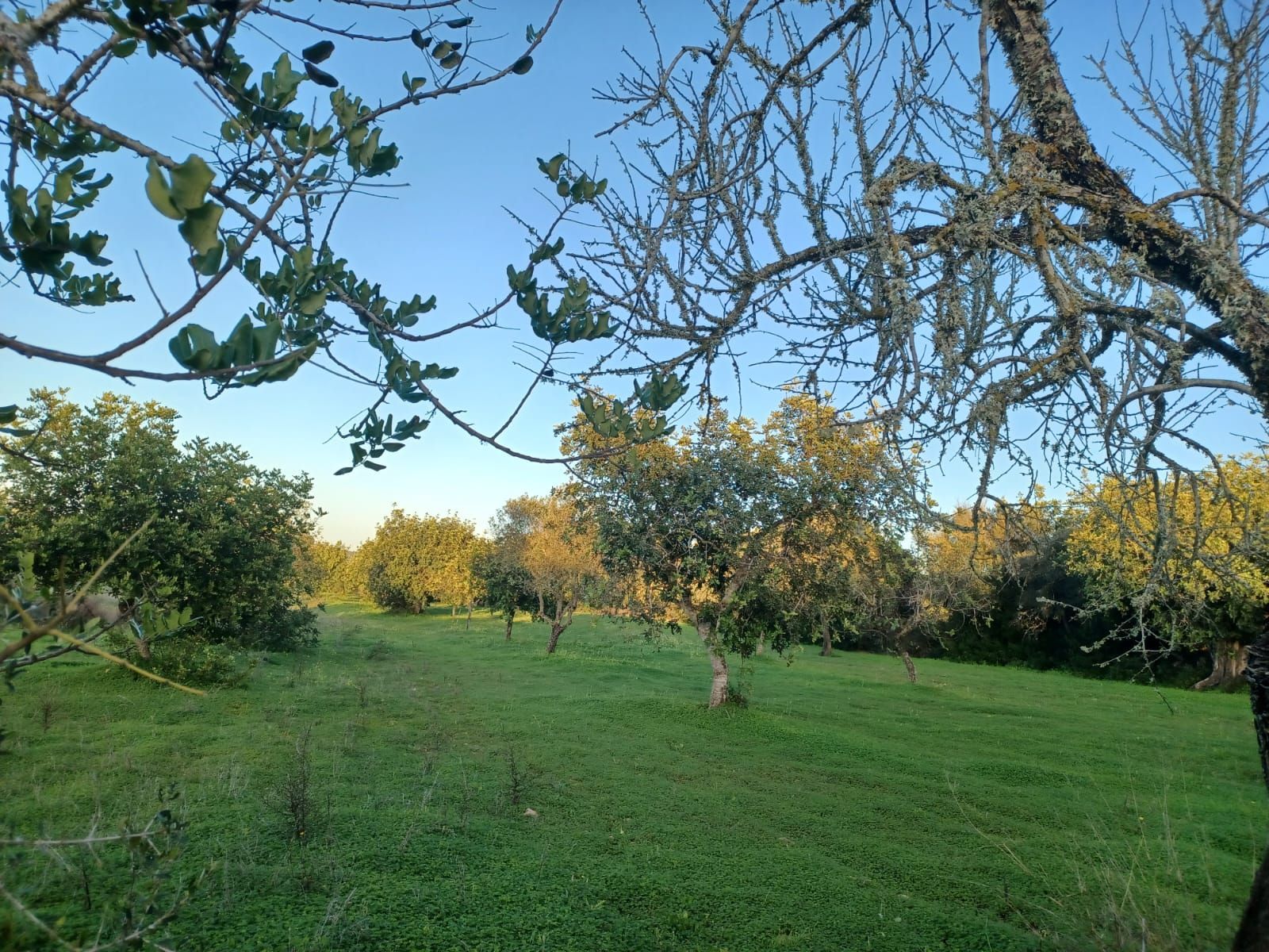 Terreno en venta en Felanitx