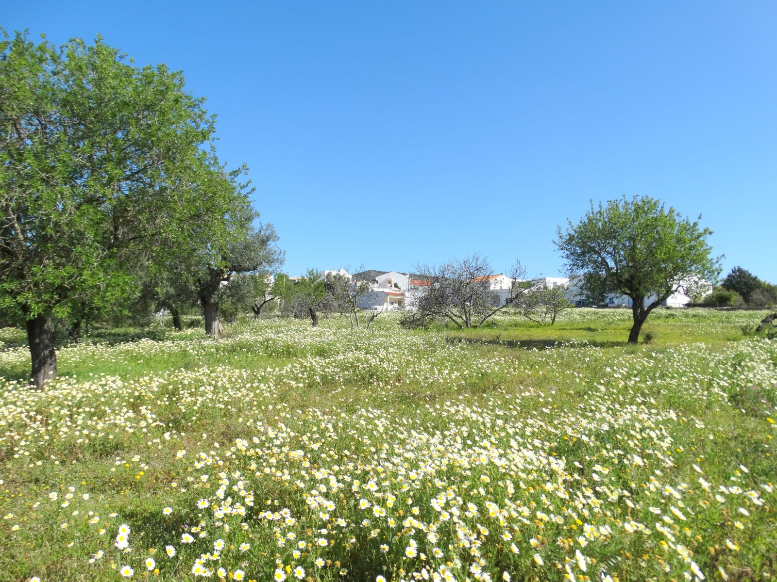 Terreno en venta en Faro