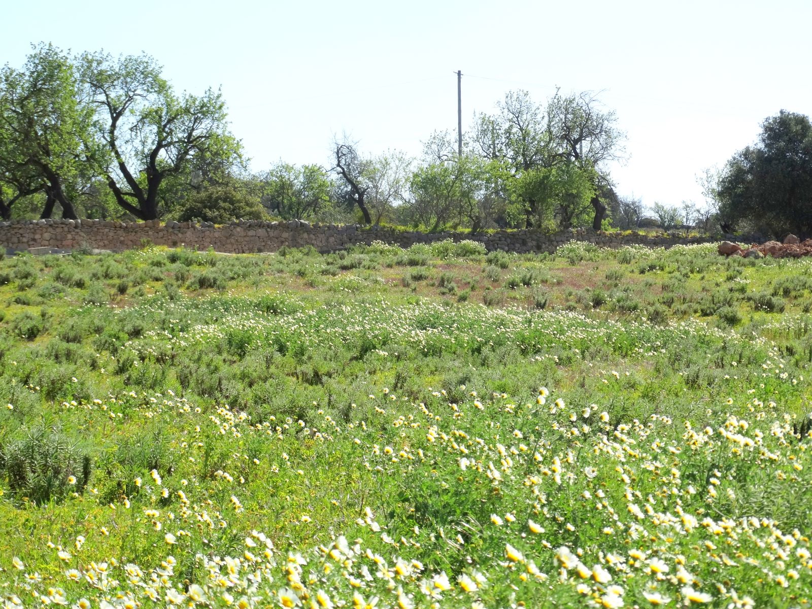 Terreno en venta en Faro