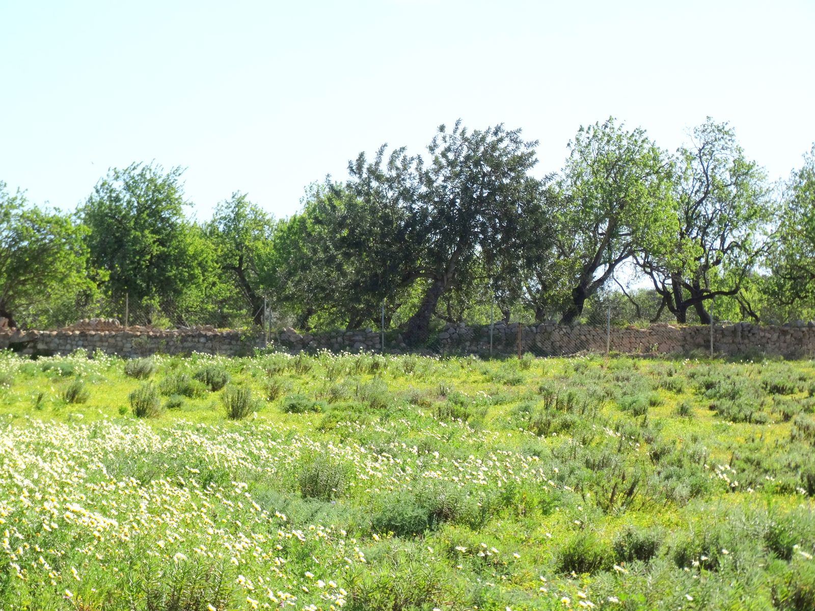 Terreno en venta en Faro
