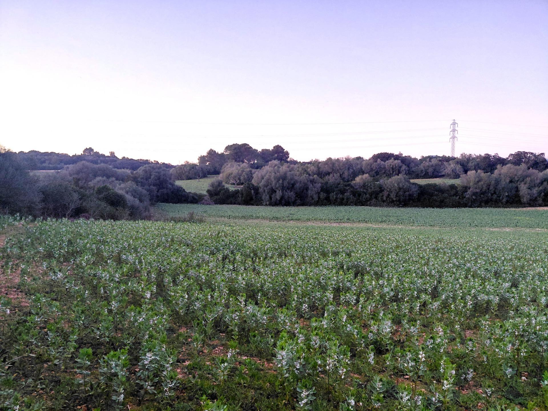 Terreno en venta en Manacor