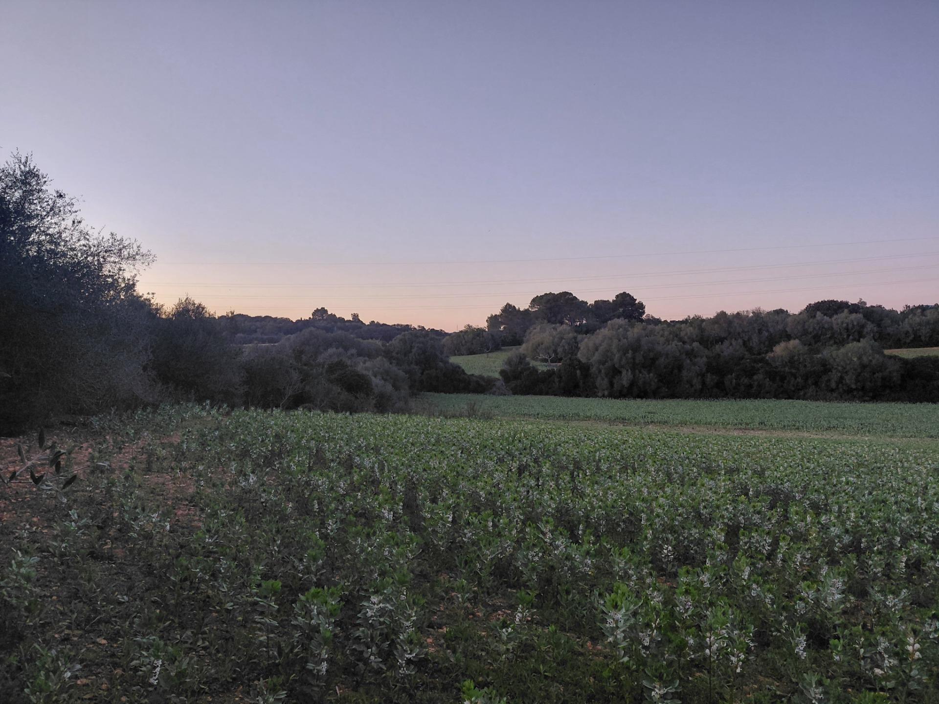 Terreno en venta en Manacor