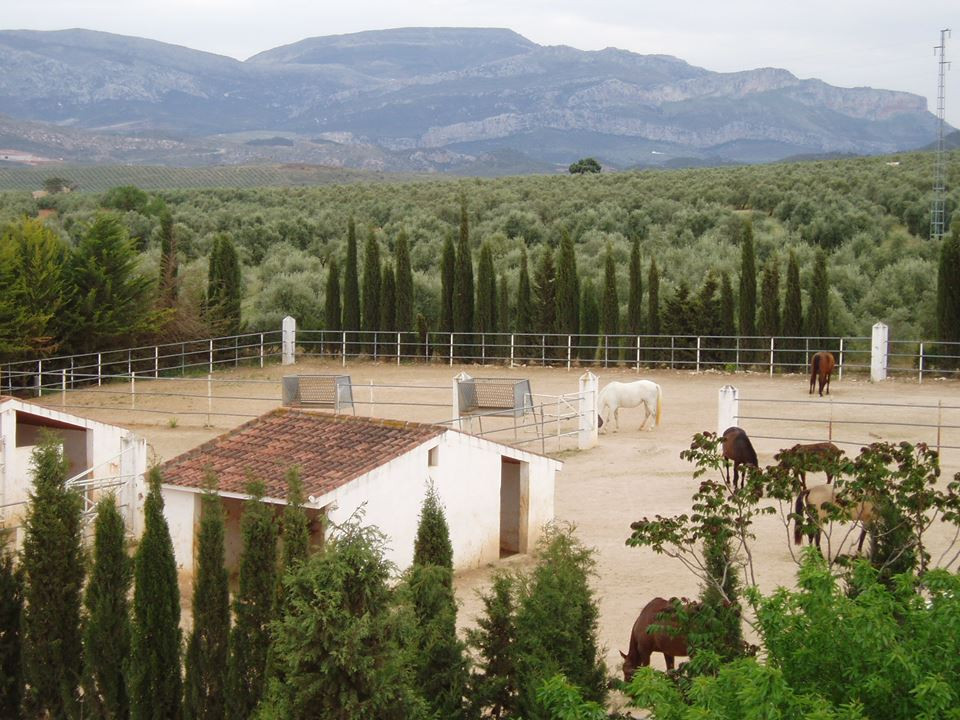 Finca de 8 Dormitorios en venta en Antequera