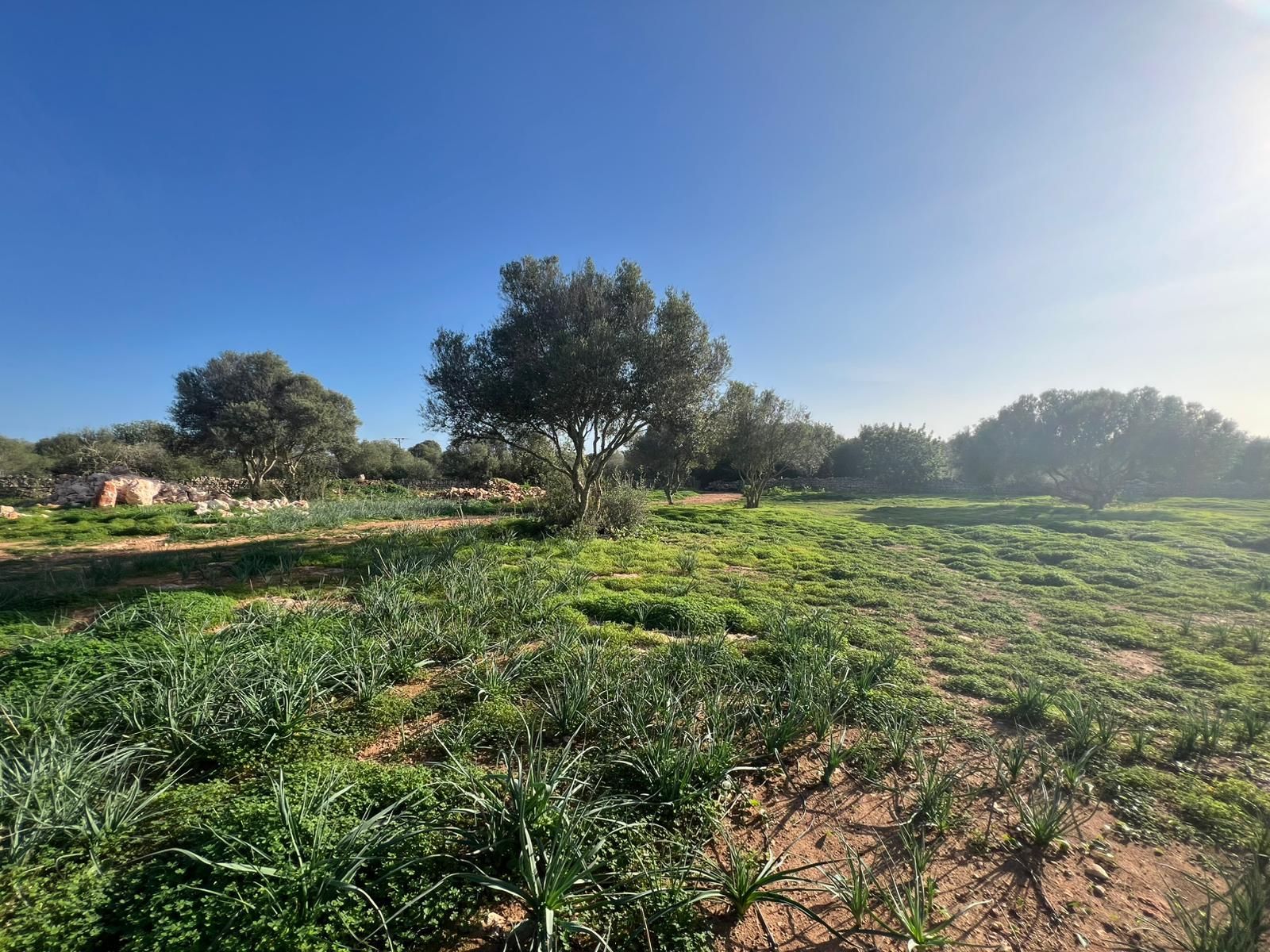 Terreno en venta en Santanyí