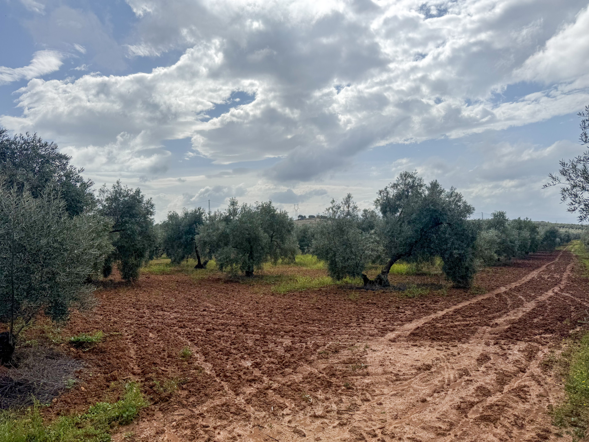 Terreno en venta en Mollina