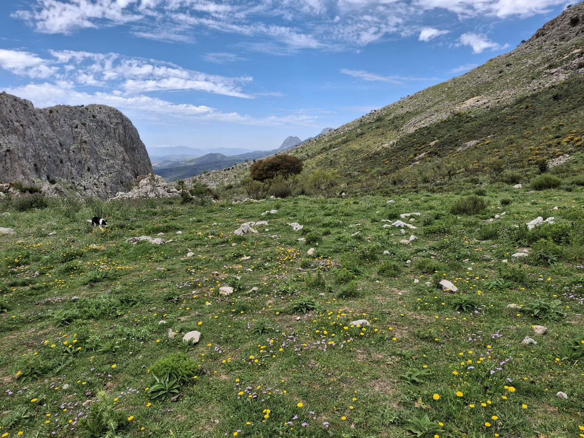 Terreno en venta en Alfarnatejo