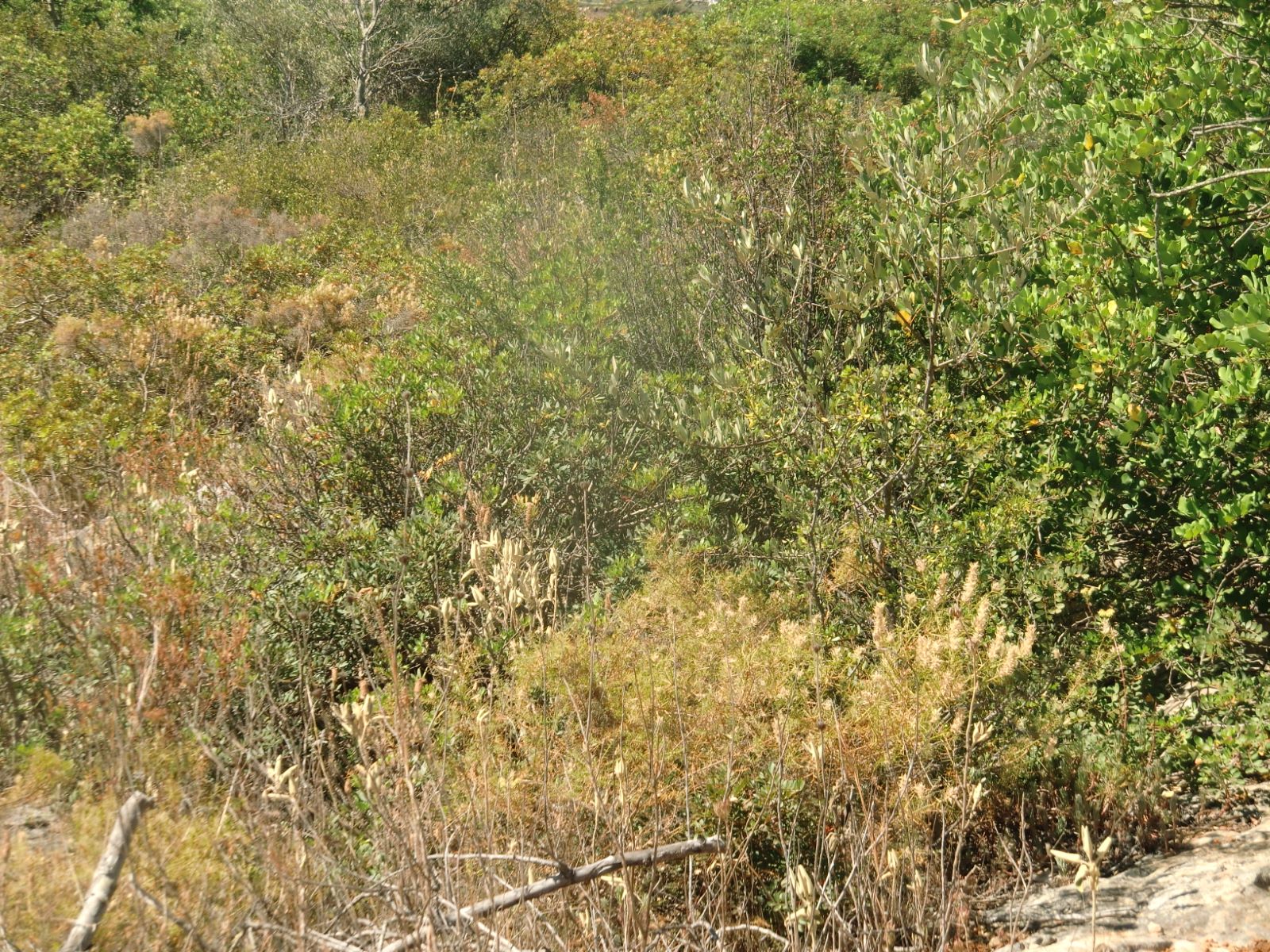 Terreno en venta en Faro